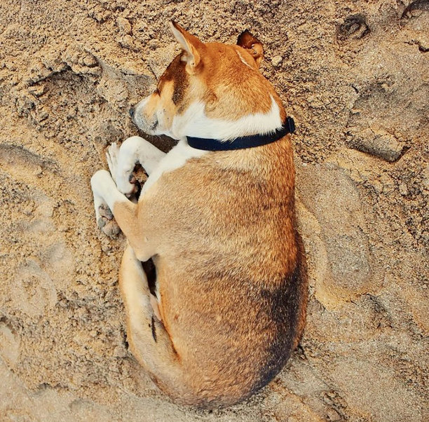 狗的照片图片下载