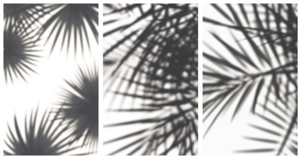 棕榈叶的阴影设置图片下载