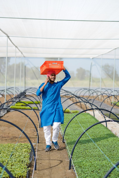 在温室工作的印度农民图片下载