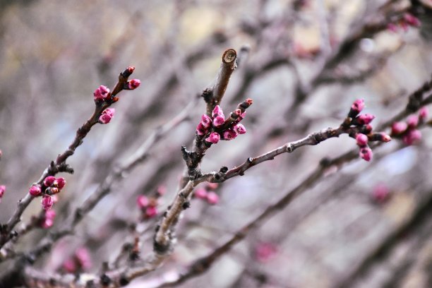 春天的花蕾图片下载
