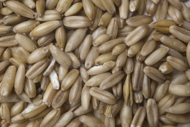 燕麦——作物图片下载