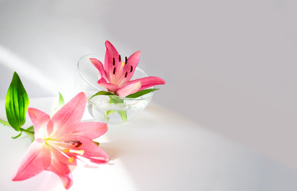 略显模糊的近摄2个大的粉红色百合头，绿叶，百合科，布林迪西品种，在桌上和球形玻璃碗，斜边上白色。自然的设计。选择聚焦,复制空间图片下载