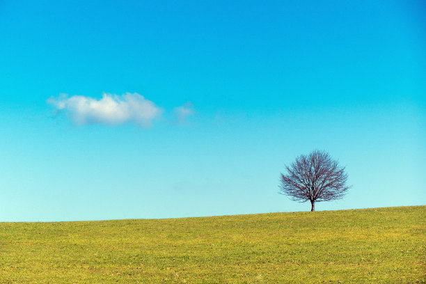 草地上一棵孤独的树，一朵同样孤独的云图片下载