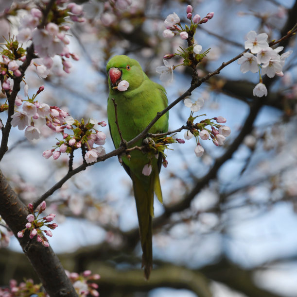 吃樱花的鹦鹉图片下载