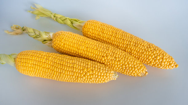 白色背景上的新玉米图片下载