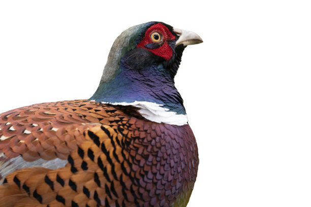 白色背景上的雄雉图片下载