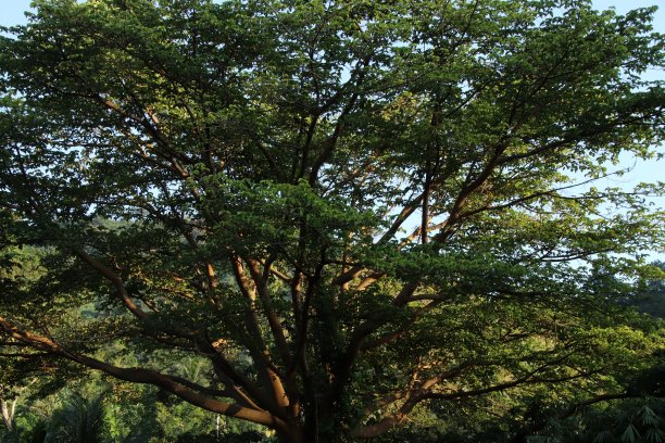 西非多哥Kpalimé附近热带雨林中的巨型热带树。图片下载