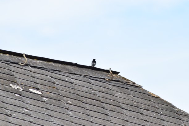 屋顶上的鸟图片下载