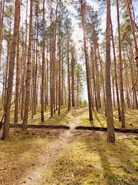 森林中的小径图片下载