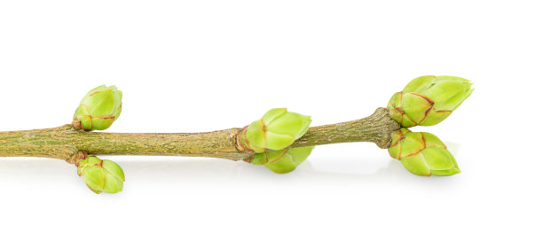 嫩枝和芽图片下载