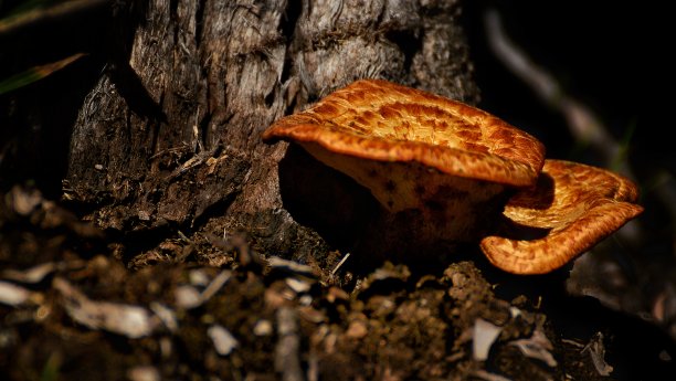 黄色/橙色的蘑菇图片下载