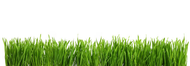 全景绿草或猫薄荷剪出和孤立的白色背景图片下载