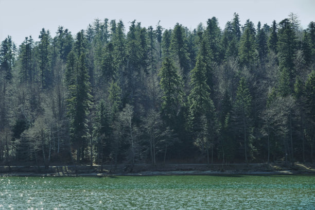 早春时节，翠绿的湖水边的针叶林图片下载