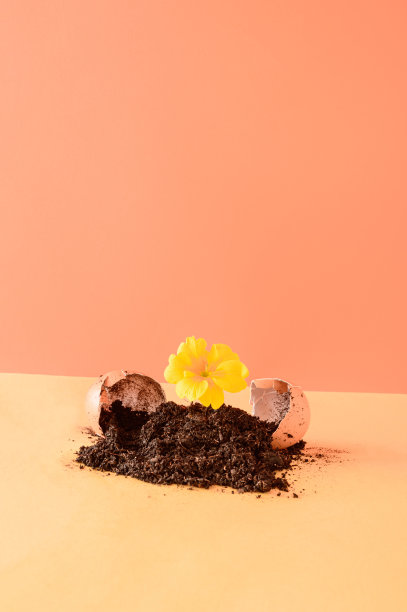 从鸡蛋中生长出来的土壤在浅橙色的背景下长出了一朵黄色的花。2021年复活节概念。图片下载