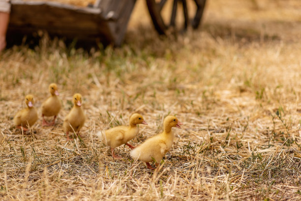 小黄鸭在村里院子里的干草和稻草上奔跑图片下载