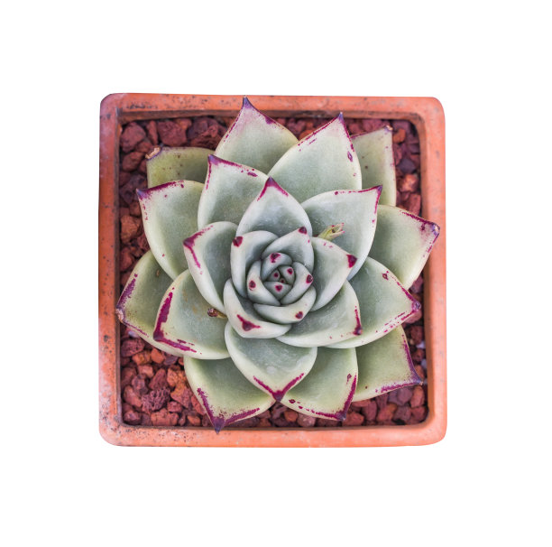 微型多汁植物图片下载