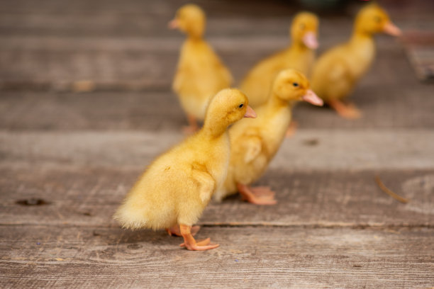 村里后院阳台的木地板上，黄色的小鸭子在奔跑图片下载