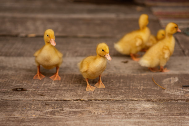 村里后院阳台的木地板上，黄色的小鸭子在奔跑图片下载