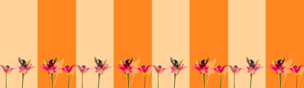 桔黄色米色条纹长横旗无缝图案站在一排洋红色和粉红色的花与阴影。花卉和园艺的抽象概念。本空间图片下载