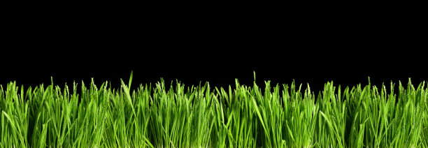全景绿草或猫薄荷剪出和孤立在黑色背景图片下载