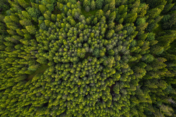风景如画的针叶林鸟瞰图图片下载