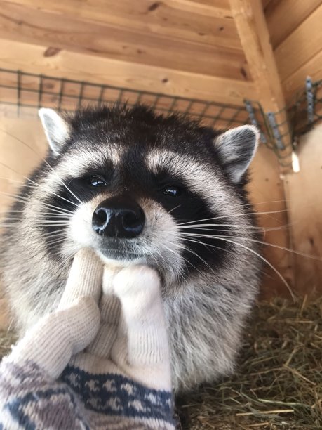 动物和人的手图片下载