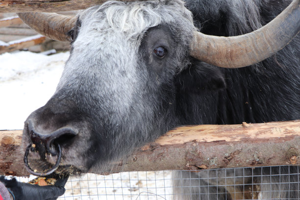 公牛在俄罗斯的农场图片下载