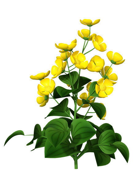 3D插图毛茛植物上白色图片下载