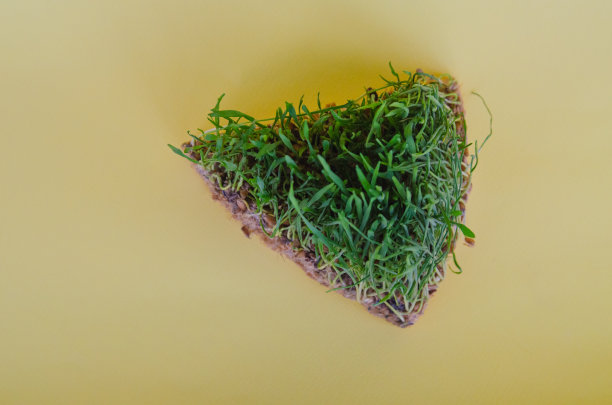 发芽小麦。给猫新鲜的绿草图片下载