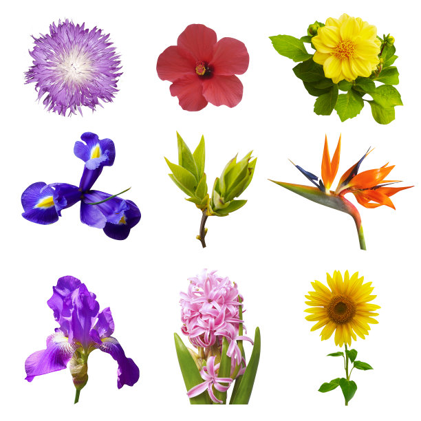 花组微距照片:鸢尾，苍耳，洋甘菊，向日葵，木槿，风信子，绿色灌木，卷毛草在白色背景。图片下载