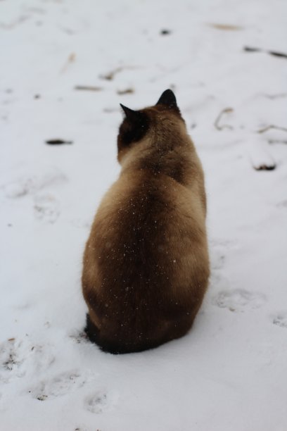 暹罗泰国猫坐在雪堆里。背面的毛绒绒的小猫与雪花的毛皮图片下载