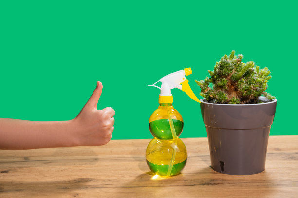 保湿植物。在木桌上的花盆里喷洒多汁的仙人掌。绿色背景和手显示类。图片下载