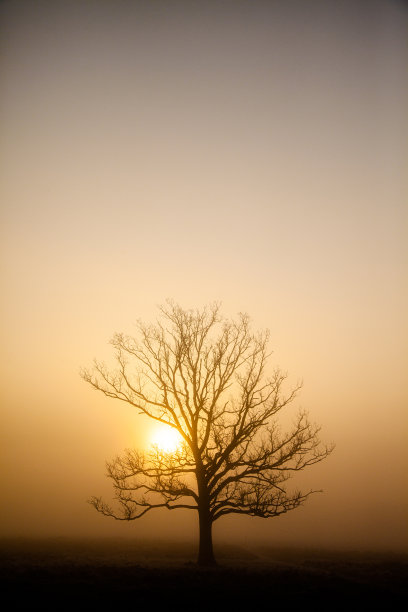 树的剪影在冬天寒冷的薄雾中。图片下载