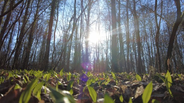 新鲜野生大蒜图片下载