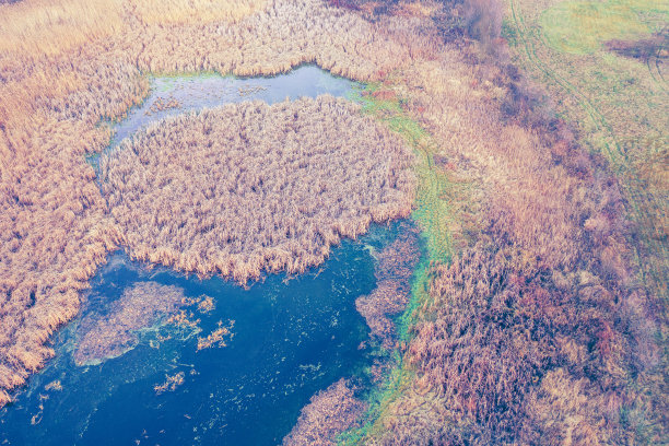 秋天的田园风光。俯瞰一个长满芦苇的池塘。自然背景图片下载