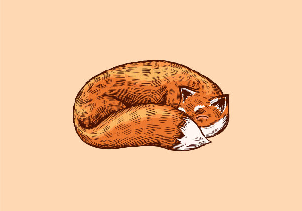 狐狸是一只长着毛茸茸尾巴的睡觉动物图片下载