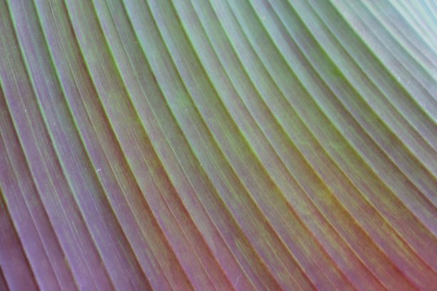 红色香蕉叶的特写图片下载