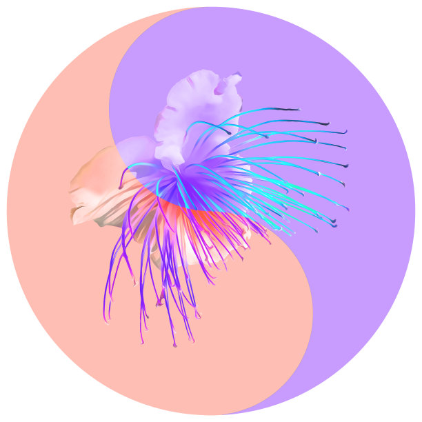 花象征阴阳。酸豆。几何图案的阴阳符号，从植物的彩色背景在东方风格。阴阳符号取自花、花瓣。曼荼罗的花卉插图。图片下载