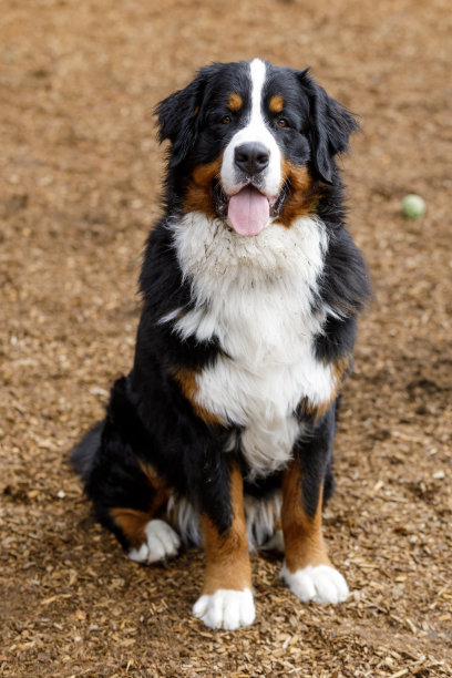 一岁大的伯恩山犬雄性幼犬坐着，吐着舌头喘气图片下载