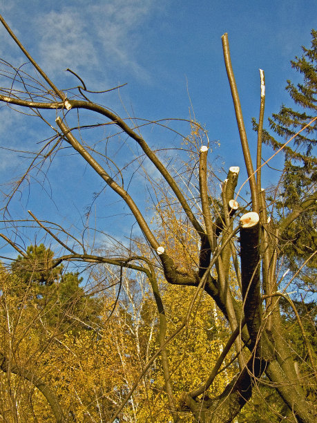 公园内修剪的树枝(图02)图片下载