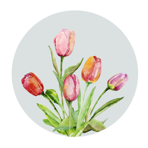 束郁金香。图片下载