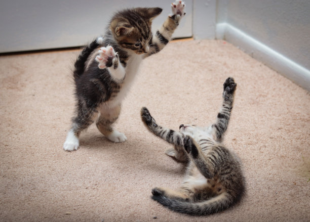 基蒂摔跤图片下载