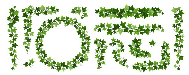 绿色的攀缘藤的枝条孤立在白色的背景上。藤蔓框架和边框，植物设计元素。悬挂或壁上爬藤植物的矢量插图图片下载