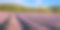 普罗旺斯的巴农村，夏日日出时的薰衣草田。Alpes-de-Haute-Provence、法国图片下载