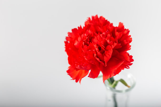 一个新鲜的红色康乃馨在白色背景的玻璃花瓶。关闭了。背景和纹理。图片下载