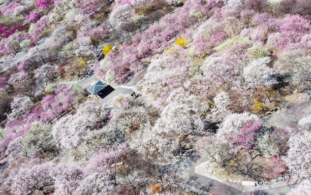日本梅花树公园鸟瞰图图片下载