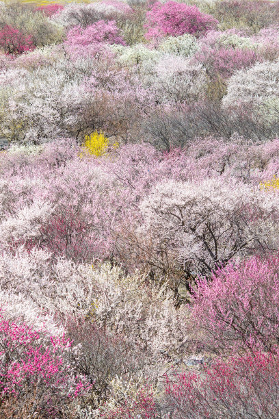 日本梅花树公园图片下载