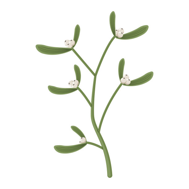 有叶子和浆果的槲寄生树枝图片下载