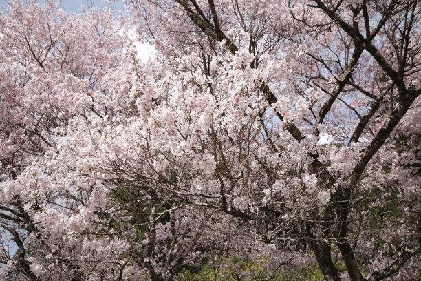 樱花盛开图片下载