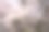 樱花盛开图片下载